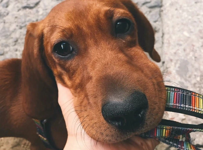 dog face swelling bee sting dog face swelling bee sting