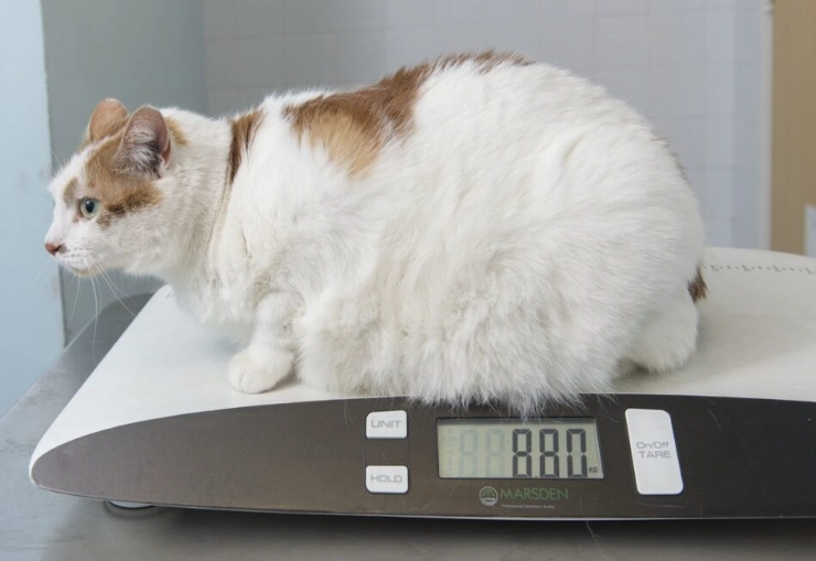 overweight male cat