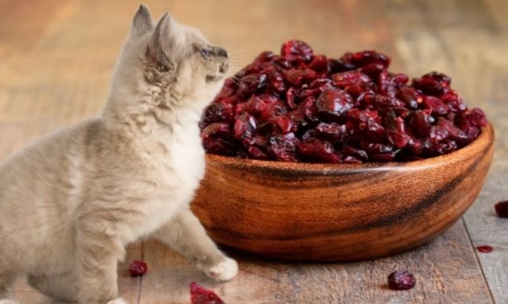 cranberry juice for cats