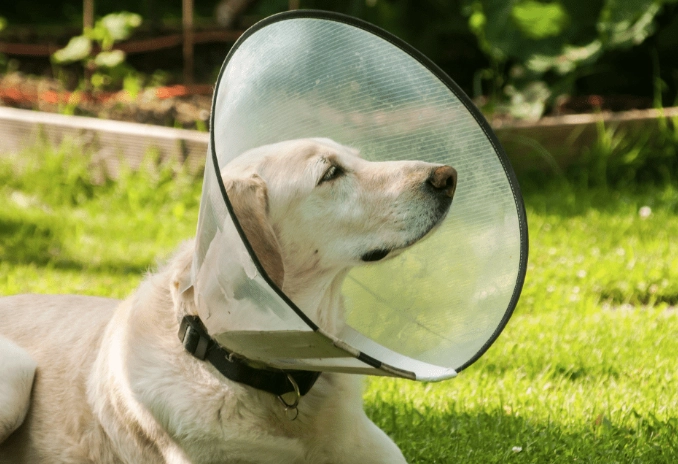 dog recovery cone