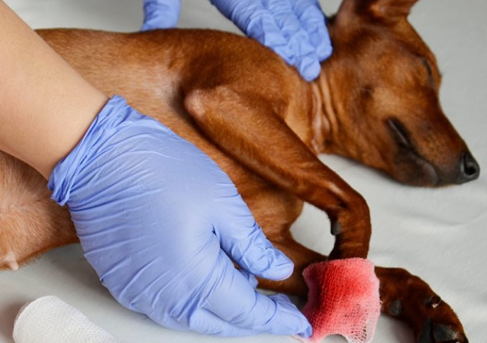 hydrogen peroxide for dogs wounds