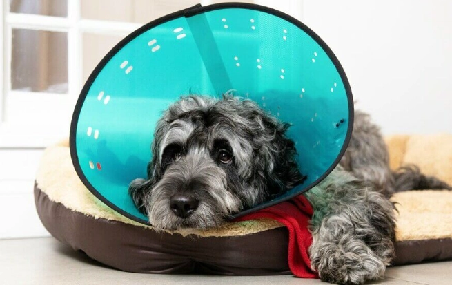 Elizabethan collar for dogs