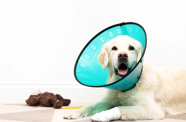 dog recovery cone