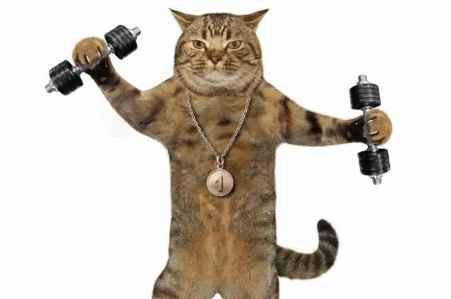 healthy weight for male cat