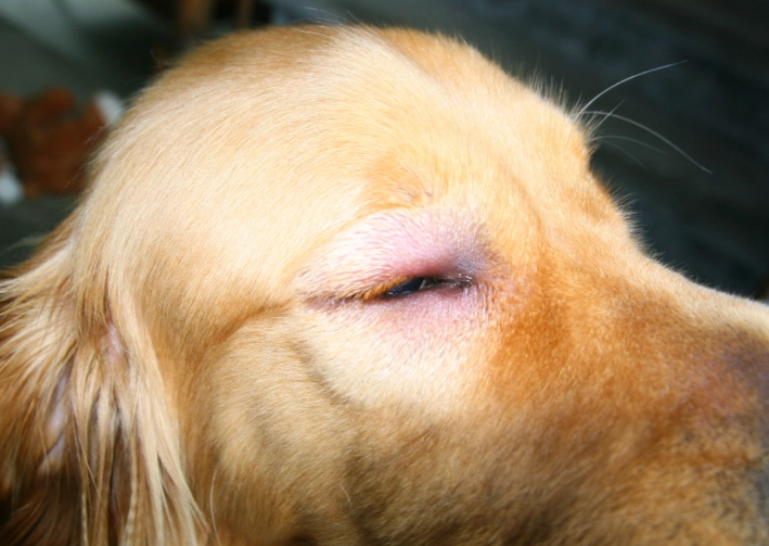 treat bee sting on dog face treat bee sting on dog face