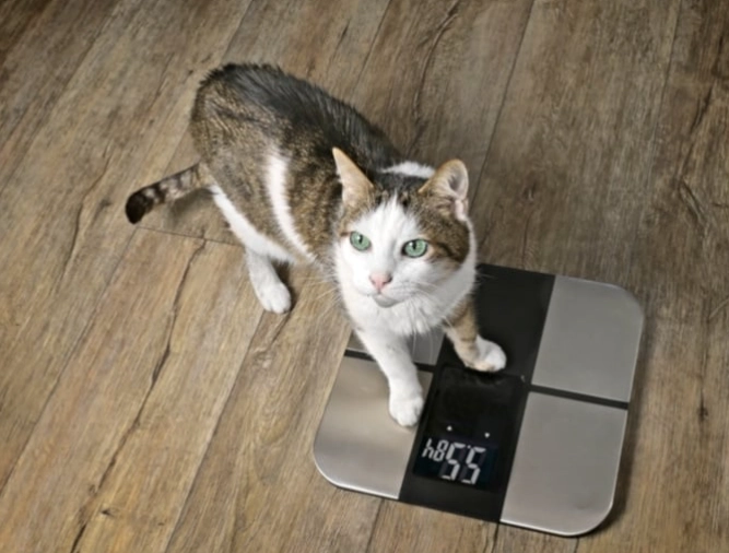 male cat average weight