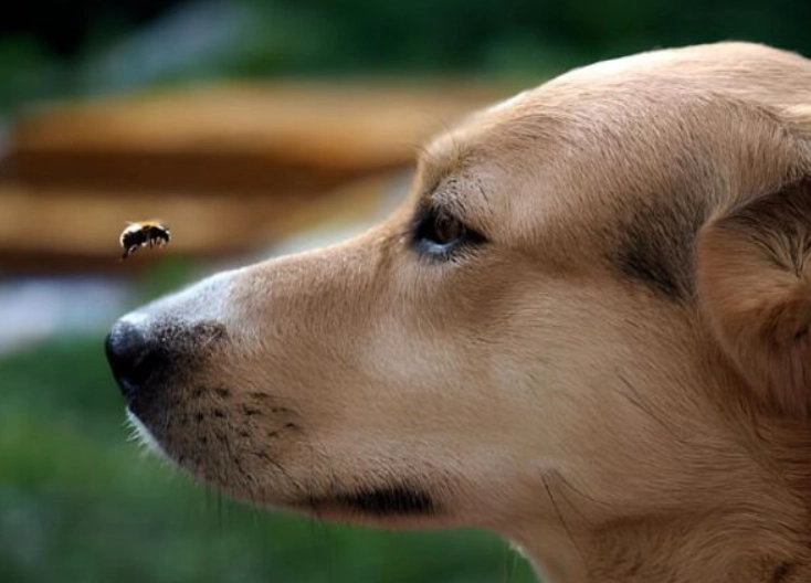 dog bee sting treatment dog bee sting treatment