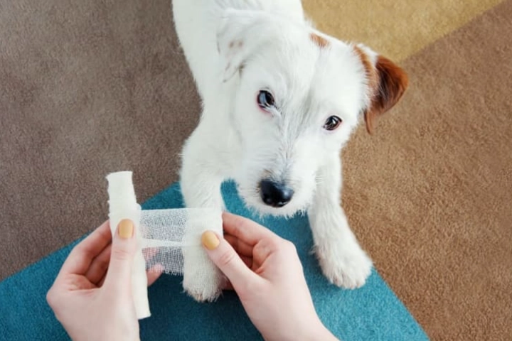 dog wound care