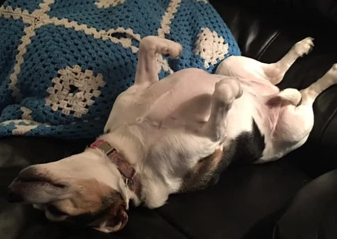 heat exhaustion in dogs