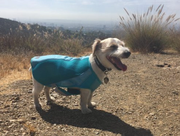 dog overheating symptoms