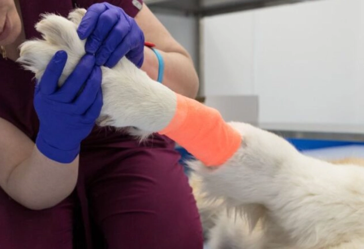 dog bee sting paw treatment