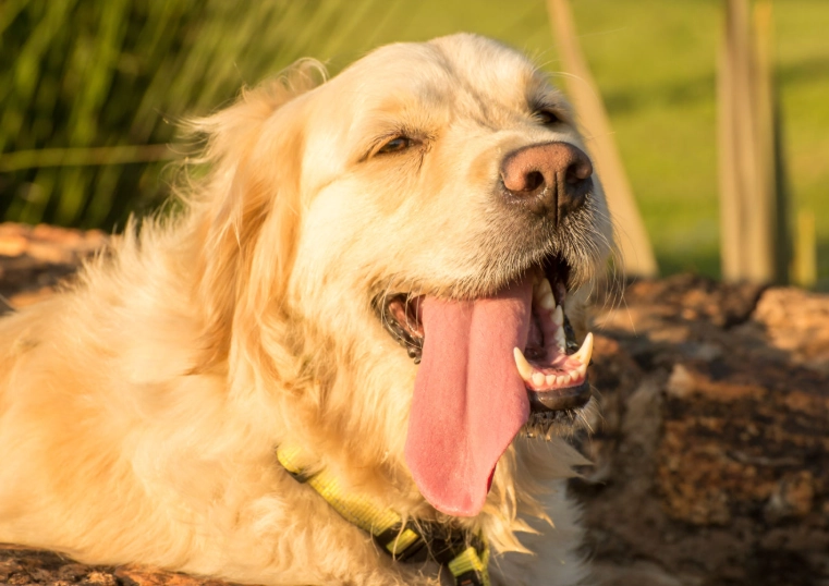 heat exhaustion dogs treatment