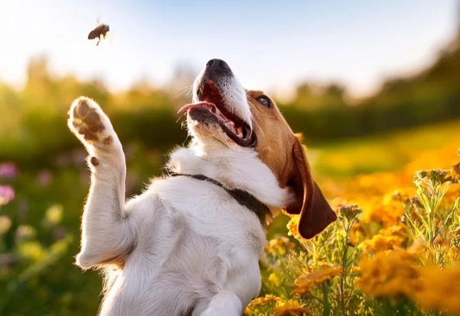 bee sting on dog paw
