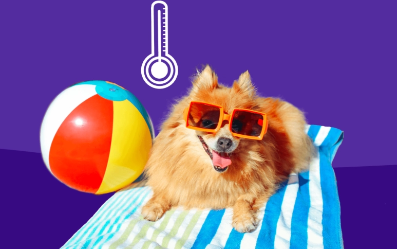 dog overheating symptoms