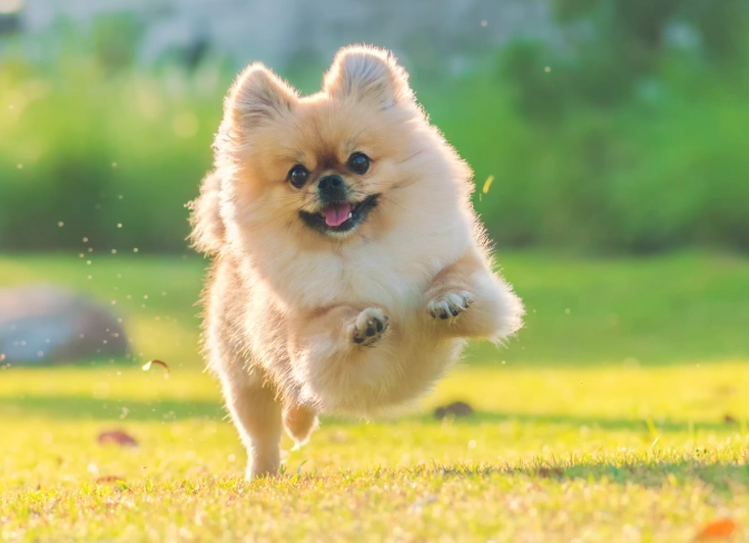 dog overheating signs dog overheating signs