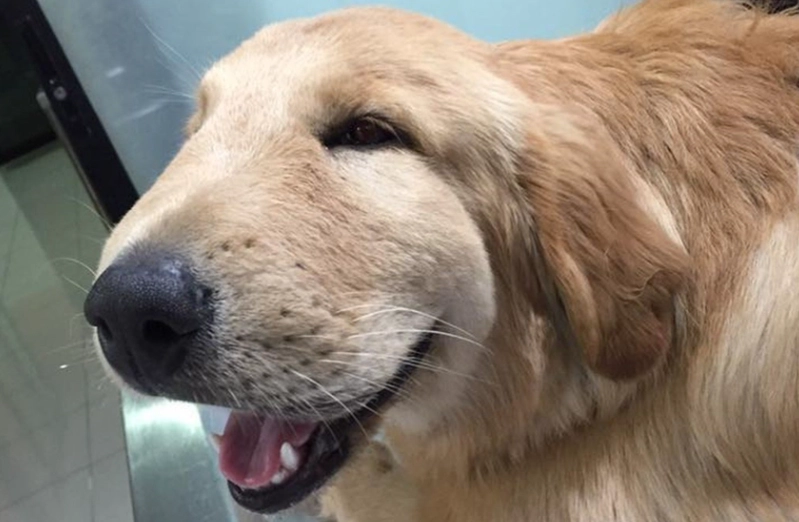 dog bee sting emergency