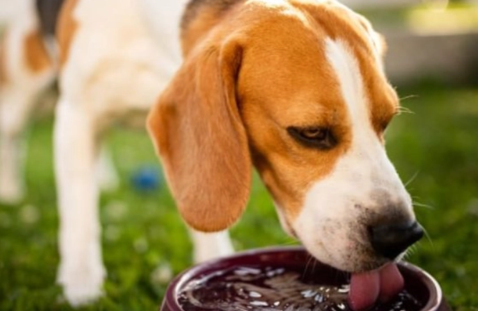 signs of heat stroke in dogs
