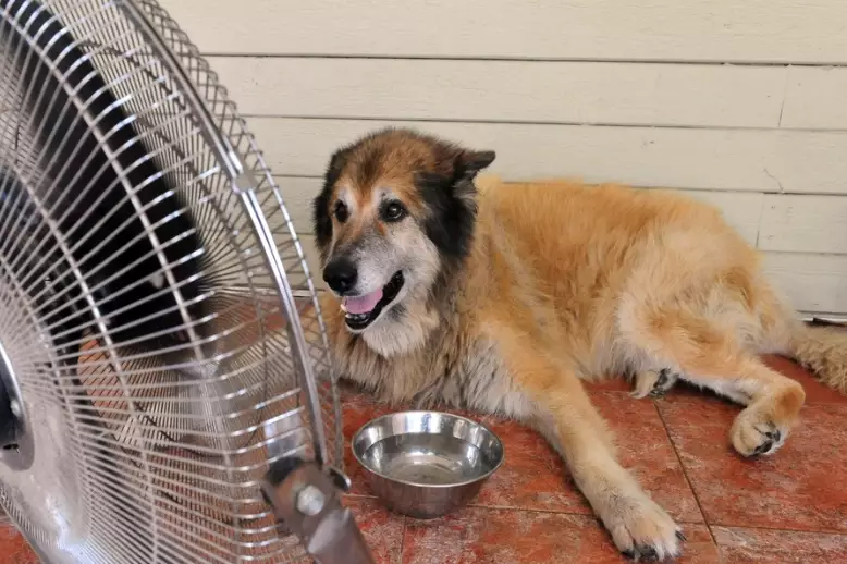 signs of heat stroke in dogs