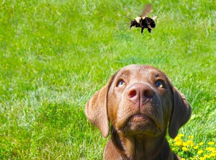 dog bee sting paw treatment