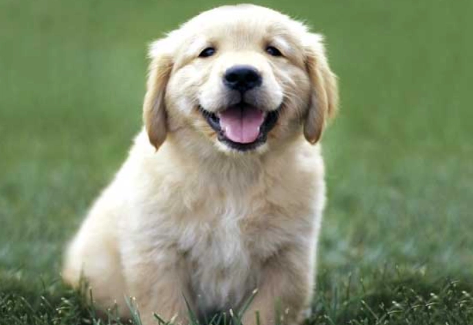 mild heat stroke in dogs mild heat stroke in dogs