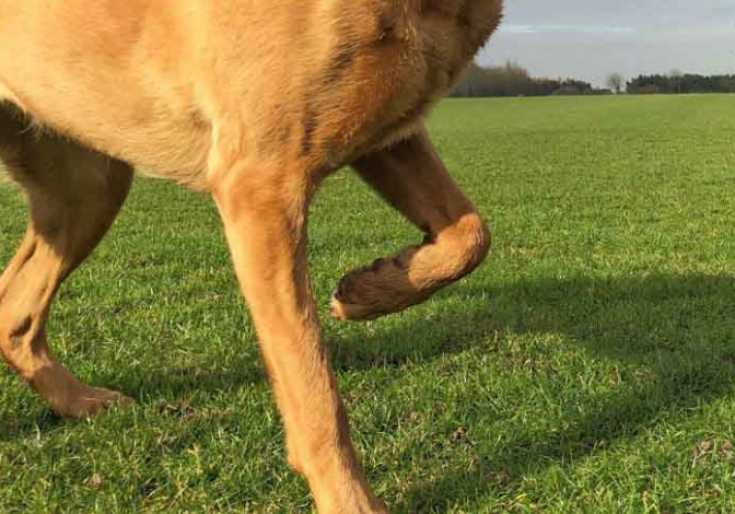 dog limping after bee sting