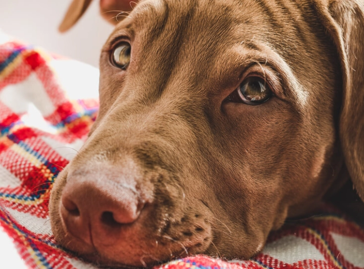 heat stroke in dogs treatment