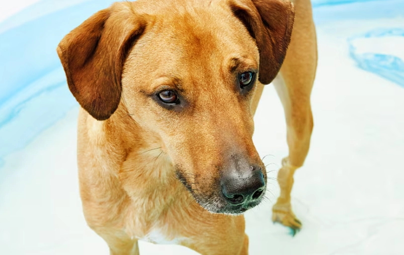 heat stroke in dogs treatment