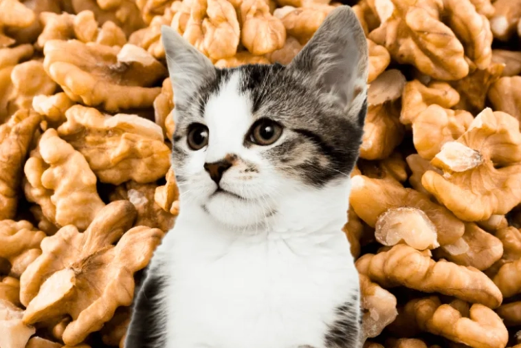walnut shells cat poisoning