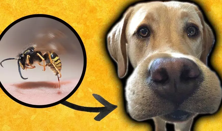 when to take dog to vet for bee sting