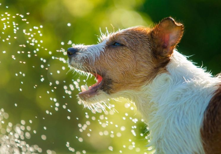 dog overheating treatment