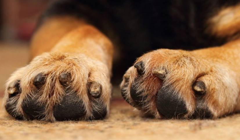 bee sting on dog paw