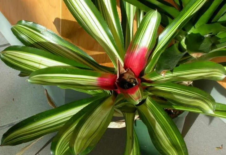 pet safe houseplants pet safe houseplants