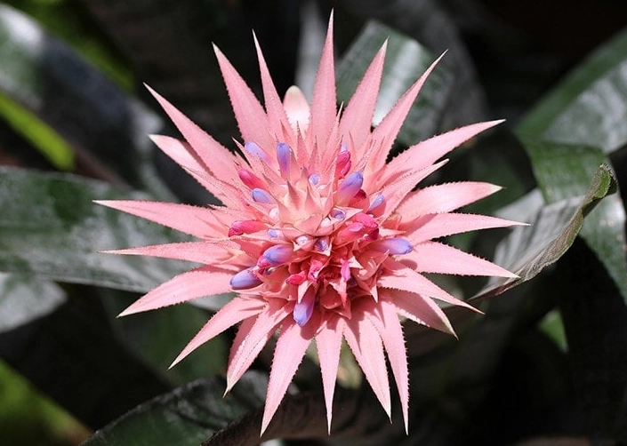 bromeliads safe for pets bromeliads safe for pets