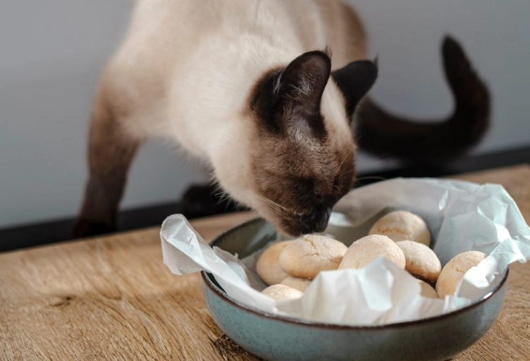 What are 5 human foods toxic to cats?