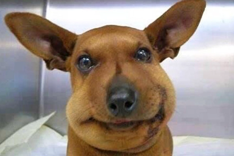 dog allergic reaction to bee sting dog allergic reaction to bee sting