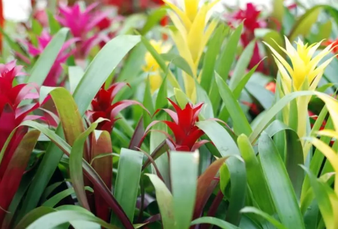 pet safe houseplants pet safe houseplants