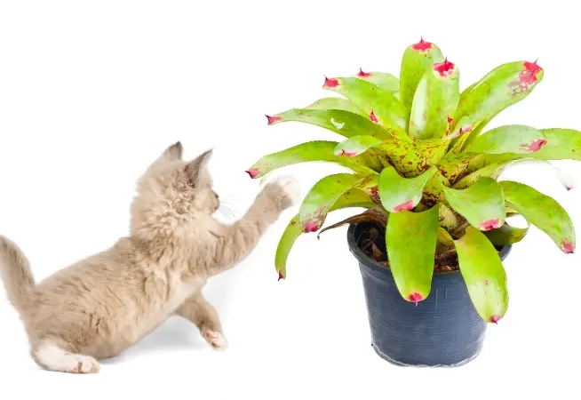 Are bromeliads toxic to cats and dogs