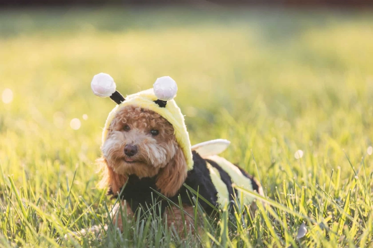 dog stung by bee what to do dog stung by bee what to do