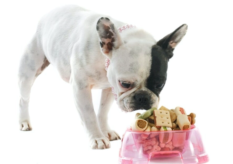 human foods toxic to cats human foods toxic to cats