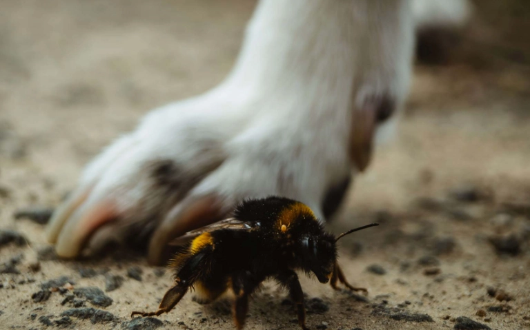 dog stung by bee what to do dog stung by bee what to do