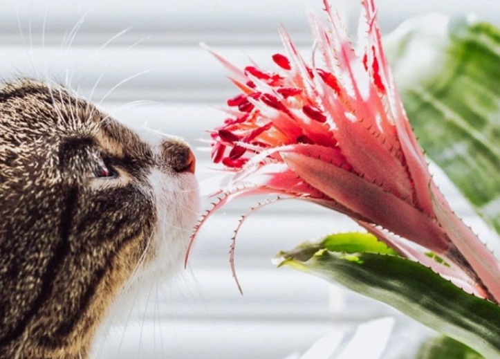 bromeliads safe for pets bromeliads safe for pets