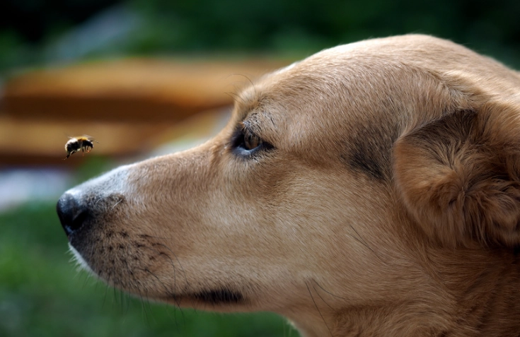 dog bee sting treatment dog bee sting treatment