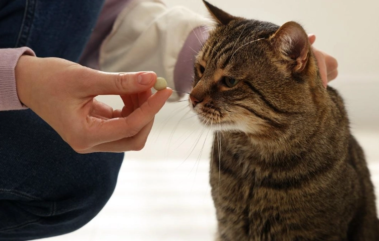 Can cats have cranberry pills