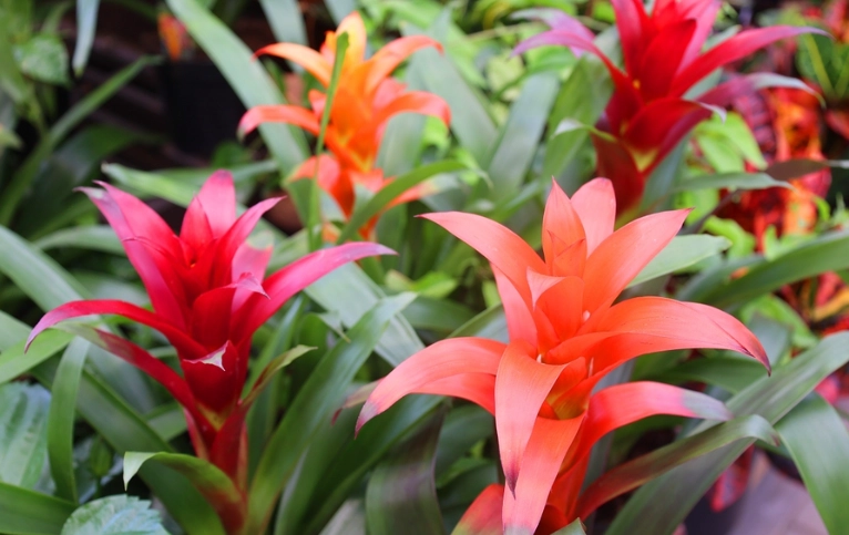 bromeliads safe for pets bromeliads safe for pets