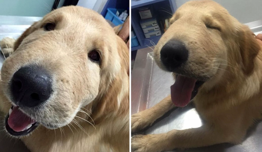 dog stung by bee face swollen dog stung by bee face swollen