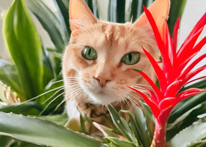 are bromeliads toxic to cats are bromeliads toxic to cats
