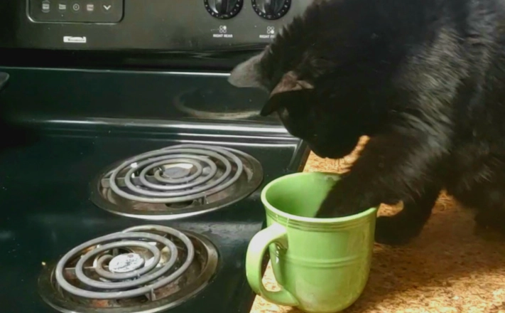 cranberries toxic to dogs cranberries toxic to dogs