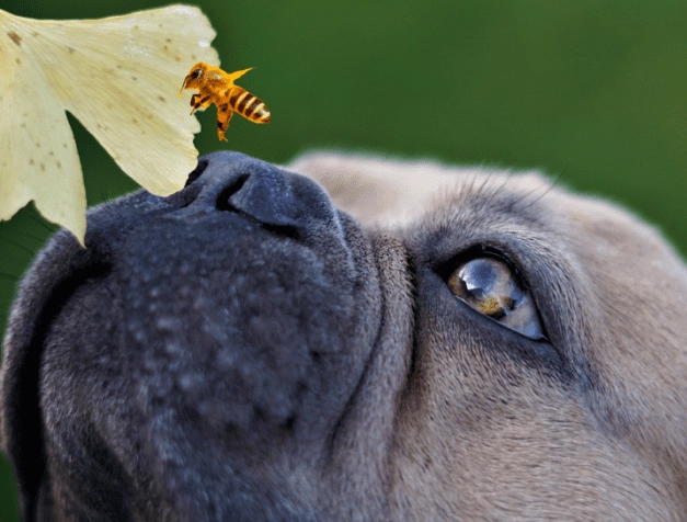 bee sting on dog first aid bee sting on dog first aid