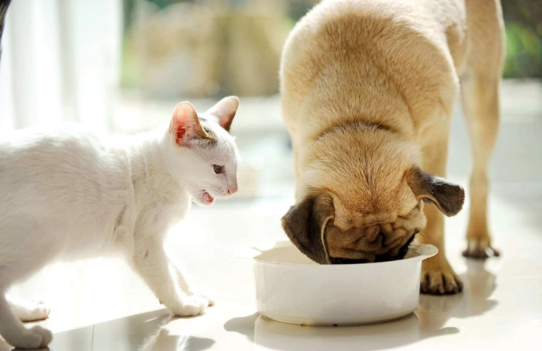 cat poisoning symptoms cat poisoning symptoms