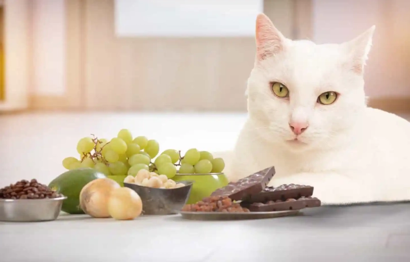 cat poisoning symptoms cat poisoning symptoms